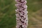 Gymnadenia conopsea